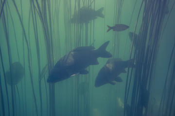 Adventurous picture of miror and common carps and other fishes in nature habitat. Huge water volume with offshore vegetation in green tones color with big fish in the middle.