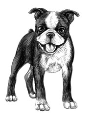 Wall Mural - Dog breed Boston Terrier. Sketch, drawn, black and white portrait of a puppy breed Boston Terrier on a white background.