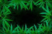 Marijuana Leaf Illustrations On Cannabis Dark Background, Beautiful Background, Top Corner Picture