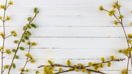 Wall Mural - spring background frame of flowering willow twigs and dogwood on white wooden background with copy space