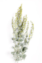 Medicinal Herbs, Sagebrush, Artemisia, Mugwort On A White Background.