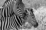 Fototapeta Konie - A mother zebra with her baby 