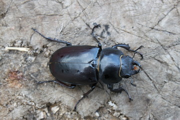 Black beetle on a gray background close-up