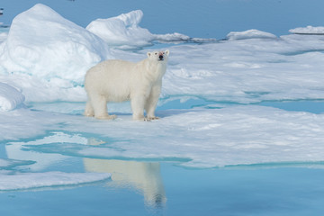 wild polar bear (ursus maritimus) going on the pack ice north of spitsbergen island, svalbard