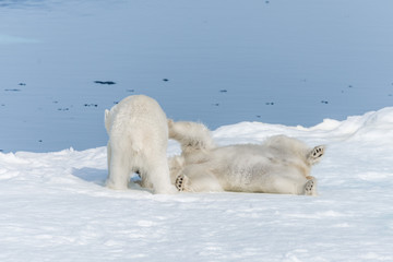 Two young wild polar bear cubs playing on pack ice in Arctic sea, north of Svalbard