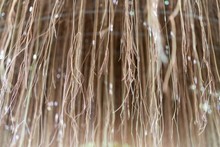 Natural Brown Air Roots Curtain With Little Bokeh Background