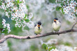 two small plump Bluebird Chicks sitting on a branch of cherry blossoms with white buds in may Sunny spring garden
