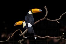 Selective Focus Shot Of Toucans On A Tree Branch With A Black Background