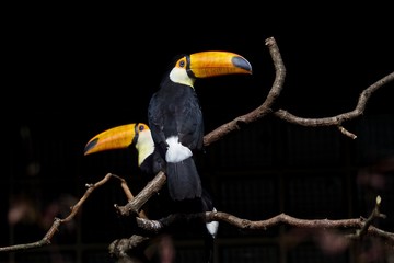 Selective focus shot of toucans on a tree branch with a black background
