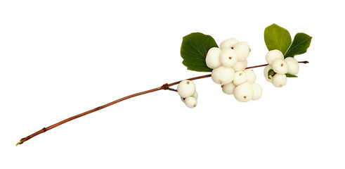 Wall Mural - Closeup of snowberries