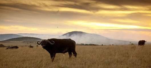 Canvas Print - Wide shot of a herd of black buffaloes on the field with the sunset in the background