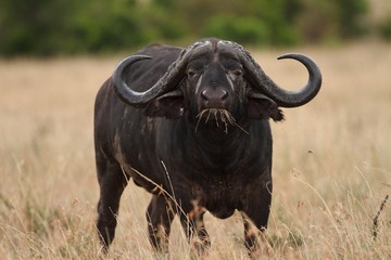 Poster - Big black buffalo on the fields covered with tall grass captured in the African jungles