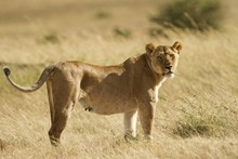 Magnificent Lioness In The Middle Of The Grass Covered Fields In The African Jungles