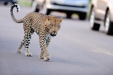 Poster - Selective focus shot of an African leopard walking on the street among the cars