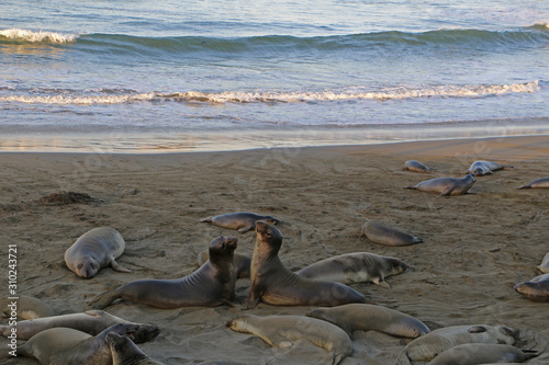 Fotografía Sea lions on the beach of the Pacific USA