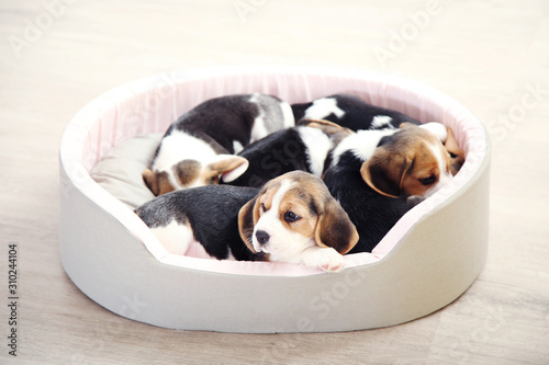 Fotografía Beagle puppy dogs sleeping in soft bed