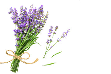 Wall Mural - lavender flowers isolated on white background. bunch of lavender flowers.