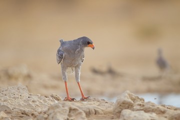 Sticker - Selective focus shot of an exotic bird in the middle of the desert