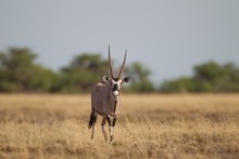 Selective Focus Shot Of A Gemsbok Walking In A Dry Grassy Field While Looking Towards The Camera