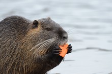 Beaver Eating A Carrot While Standing Near The Water
