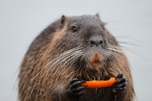 Closeup Shot Of A Beaver Eating Fruit With A Blurred Background