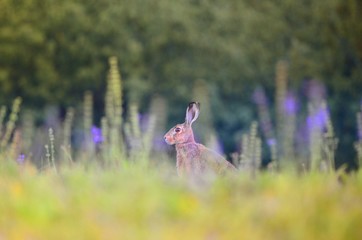 Poster - Selective focus shot of a rabbit standing in a grassy field