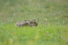 Selective Focus Shot Of A Scared Brown Hare Taking Cover With Its Ears Down In A Grassy Field