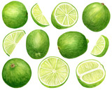 Watercolor lime set. Hand drawn botanical illustration of slices, green citrus fruits isolated on white background