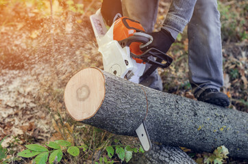 Wall Mural - Lumberjack cuts down a lying tree with a chainsaw in the forest, close-up on the process of cutting down. Concept of professional logging. Deforestation.