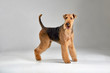 Cute airedale terrier. Purebred dog. Studio shot. Gray background