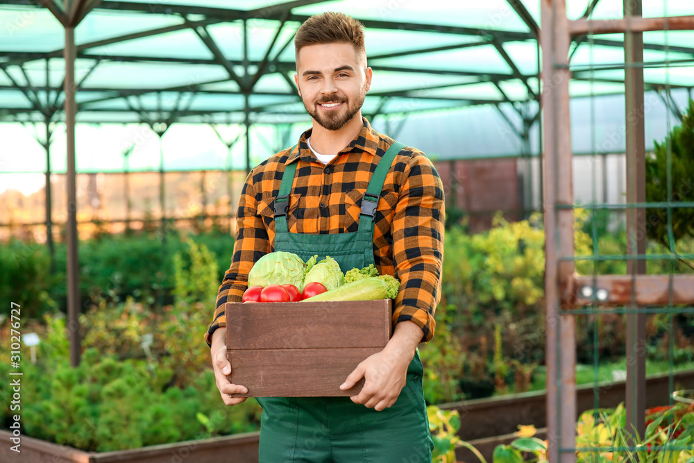 Male gardener with harvest in greenhouse
