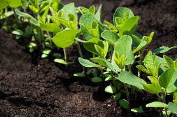 Wall Mural - A row of young soybean shoots stretches up. Rows of soy plants on an agricultural plantation. Selective focus.