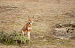 © giedriius - Rare and endangered Ethiopian wolf in the highlands