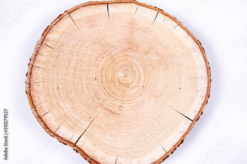 Photographie Slice of fresh oak wood on a white background