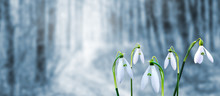 White Tender Snowdrops In The Forest On Blurred Background In Gentle Light Blue Colors_