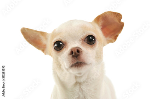 Cuadros en Lienzo Portrait of an adorable chihuahua