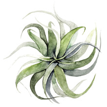 Air-plant Illustration On White Background. Watercolor Tillandsia