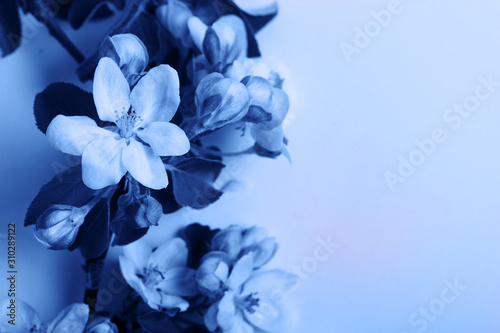 Spring tree flowers