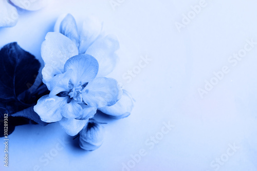 Spring tree flowers