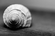 shell on a wooden background