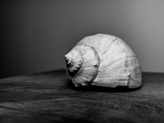 sea shell on black background