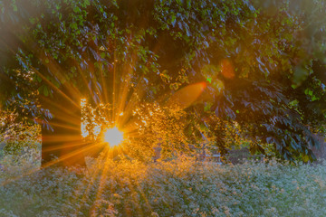 Wall Mural - Summer sunset behind tree leaves in flower field