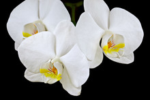 Cascading White Orchids