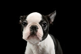 Fototapeta Psy - Portrait of an adorable Boston Terrier