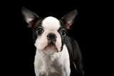Fototapeta Psy - Portrait of an adorable Boston Terrier