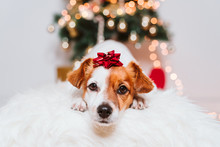 Cute Jack Russell Dog At Home By The Christmas Tree
