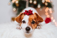 Cute Jack Russell Dog At Home By The Christmas Tree