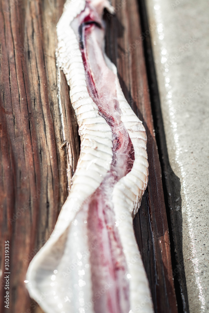 Dead rattlesnake. Biology photography. Snake blood.