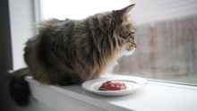 Long Haired Tabby Cat Eating Raw Chicken Meat