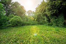 Green Plants In A Park With Green Trees And A Glade In Ivy Leaves With A Sun Flare On The Sky.